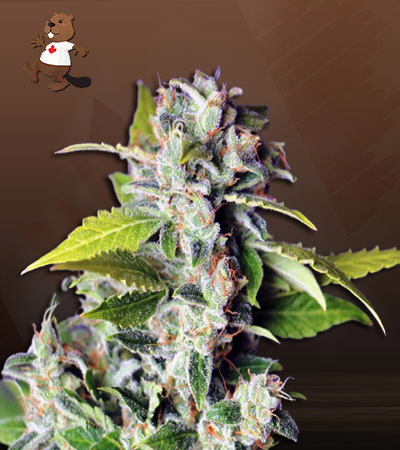 Mango Haze Autoflower-image