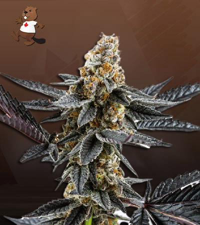 Meat Breath Autoflower-image
