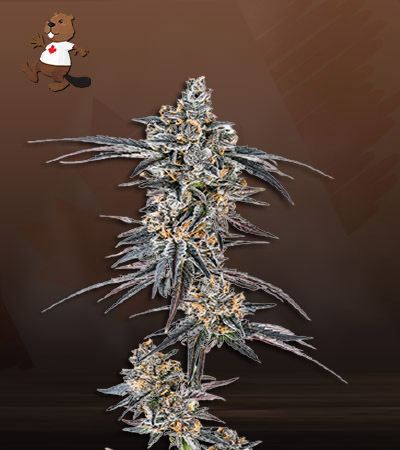 Mendo Breath Autoflower-image