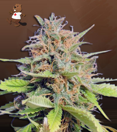 Mint Cookies Autoflower-image