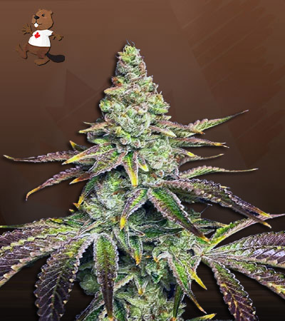 Mint Dawg Autoflower-image