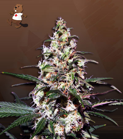 Mint Head Autoflower-image