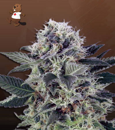 Mr. Green Autoflower-image