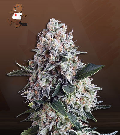 NYPD Blue Autoflower-image