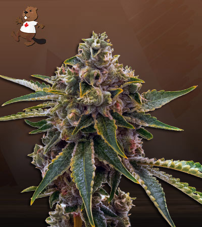 Northern Mango Autoflower-image