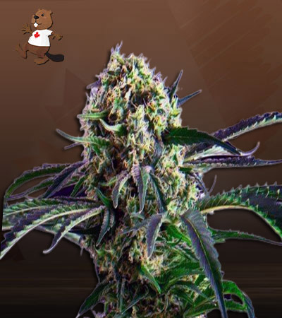 Northern Wreck Autoflower-image