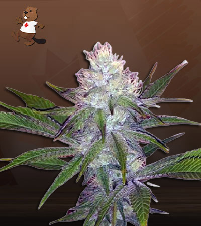 OG Wedding-image