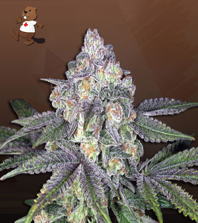 Orange Cake Autoflower-image