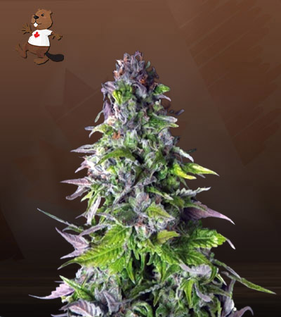 Outer Space Autoflower-image