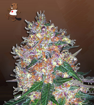 Pink Runtz Autoflower-image