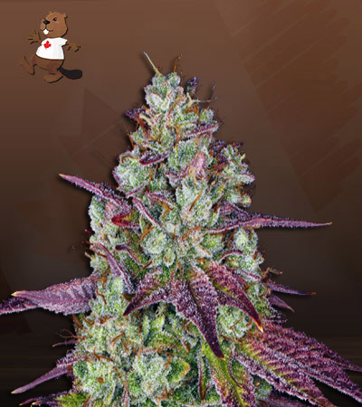 Pink Sunset Autoflower-image
