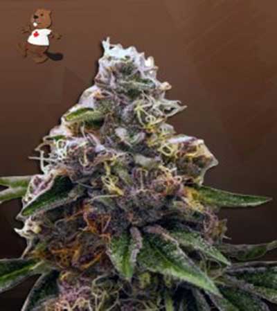 Psycho Crack-image