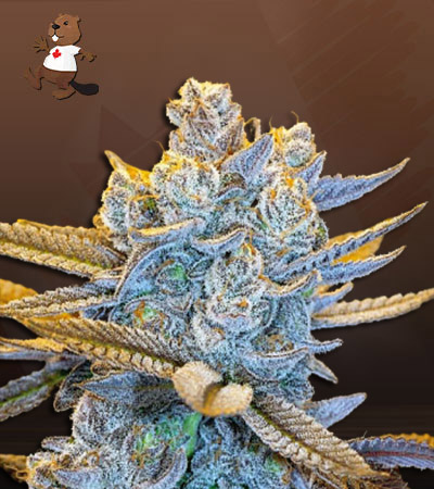 Rainbow Sherbert-image