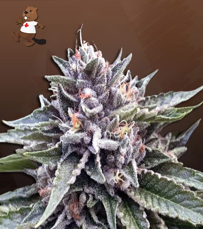 Sherbert #4-image