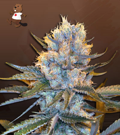 Skunk Autoflower-image