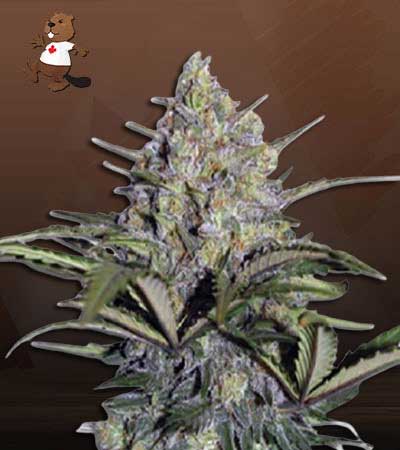Skunk Glue-image