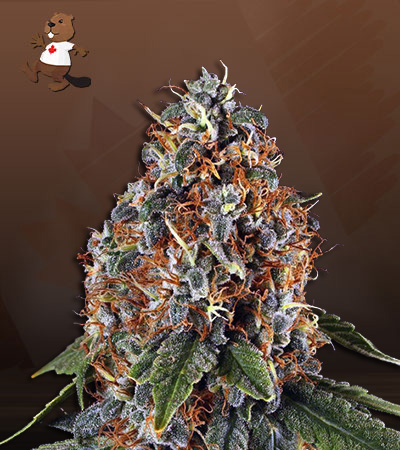 Space Cookies Autoflower-image