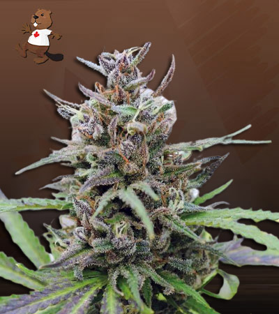 Spider Kush Autoflower-image
