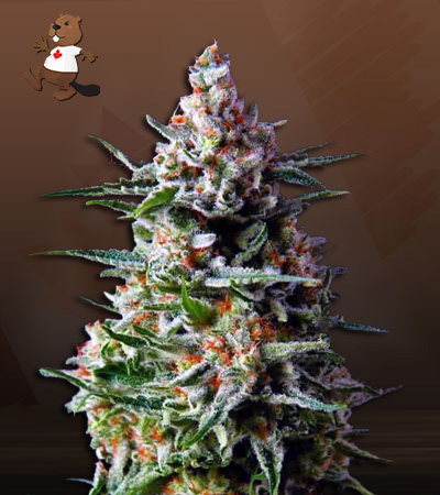 Star Gazer Auto Fast Version-image