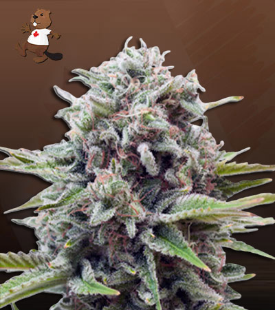 Sugar Glue-image