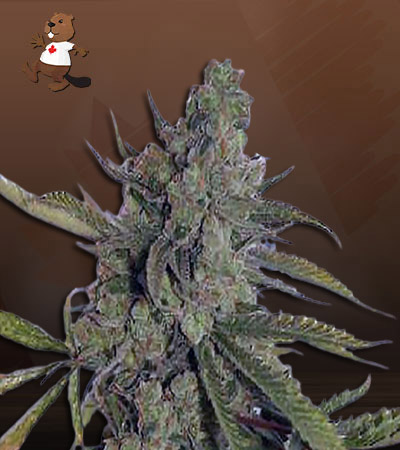 Super Dog Autoflower-image