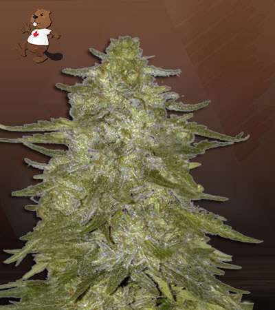 Super Hash Autoflower-image