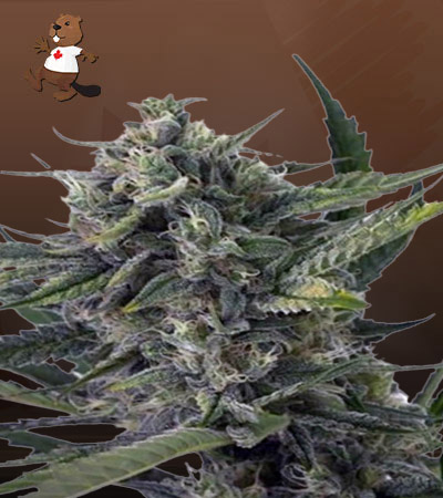 Sweet Kush Autoflower-image