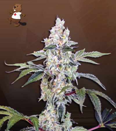 Tangie Cookies Regular-image