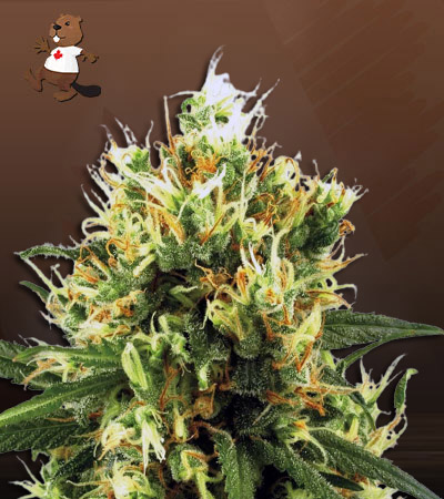 The Big Dirty Autoflower-image
