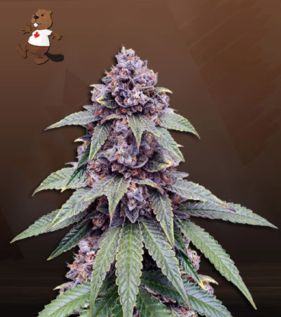 Triple Diesel Autoflower-image