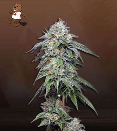 Tuna Kush Regular-image