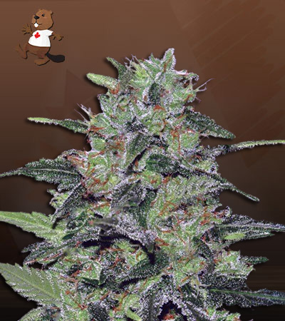 Wake n Bake Fast Version-image