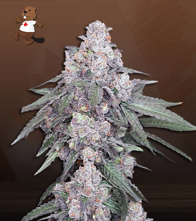White Runtz Autoflower-image