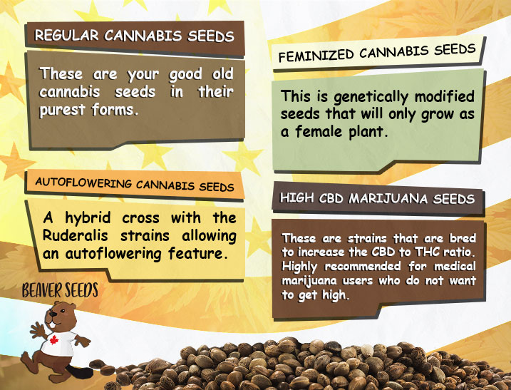 marijuana seeds usa