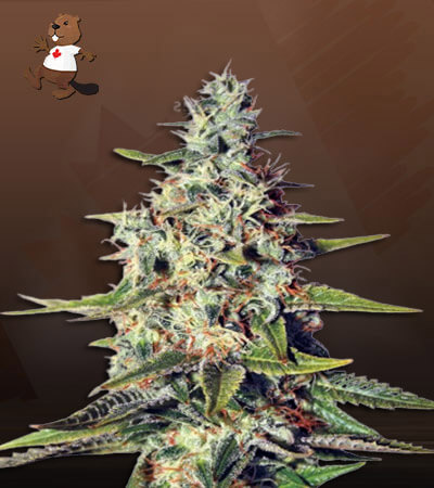 Acapulco Gold-image