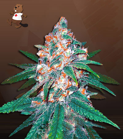 Afghani Regular-image