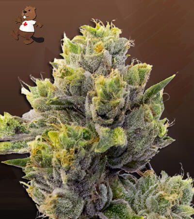 Agent Orange-image