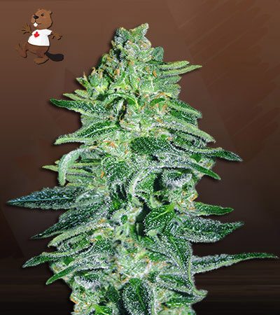 Amnesia Haze Autoflowering-image