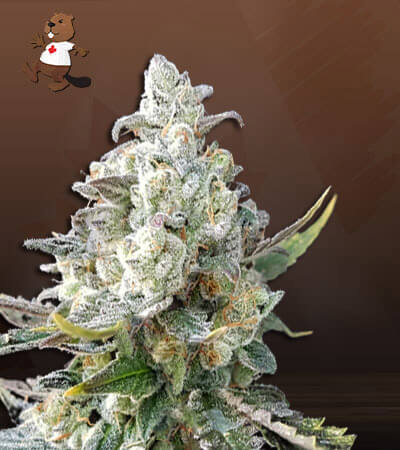 Angel OG Autoflower-image