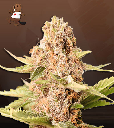 Animal Cookies Autoflower-image