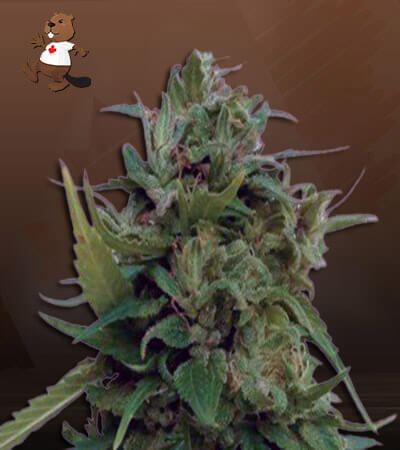 Auto Solomatic CBD-image