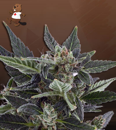 Black Cadillac Autoflower-image