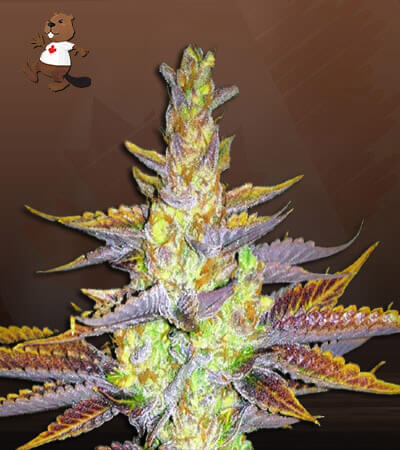 Black Cherry OG-image