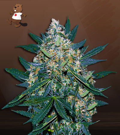 Black Indica-image