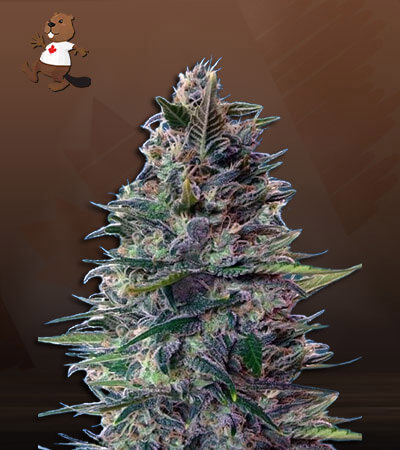 Blue Diesel Autoflower-image