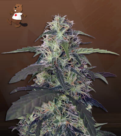 Blue Pyramid Autoflower-image