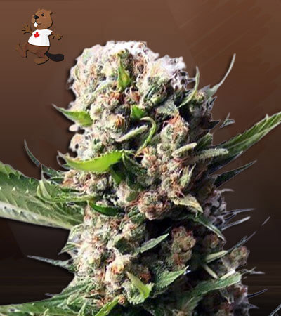Blueberry Diesel Autoflower-image