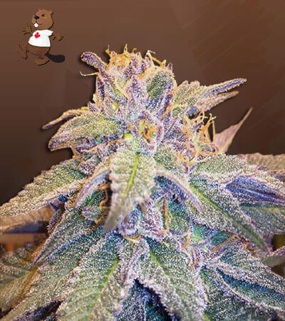 Blueberry OG-image