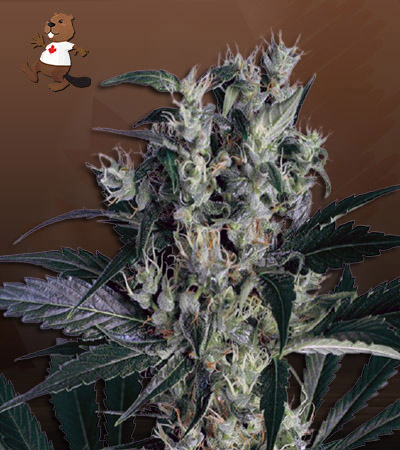Blueberry Yum Yum Autoflower-image