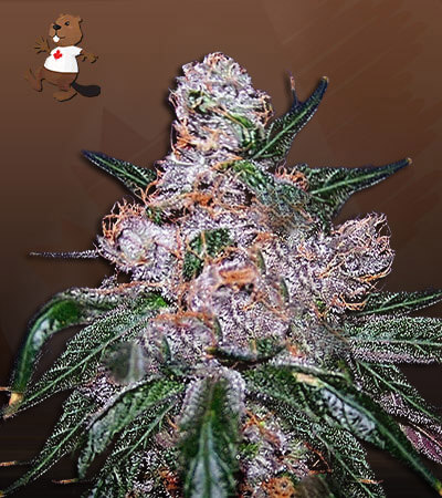 Blueberry Regular-image